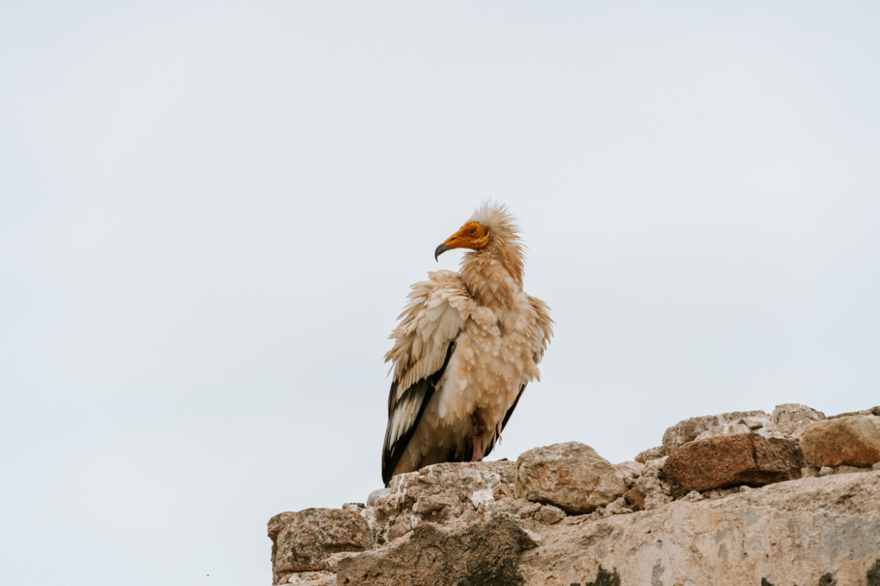 egyptian vulture egyptian vulture