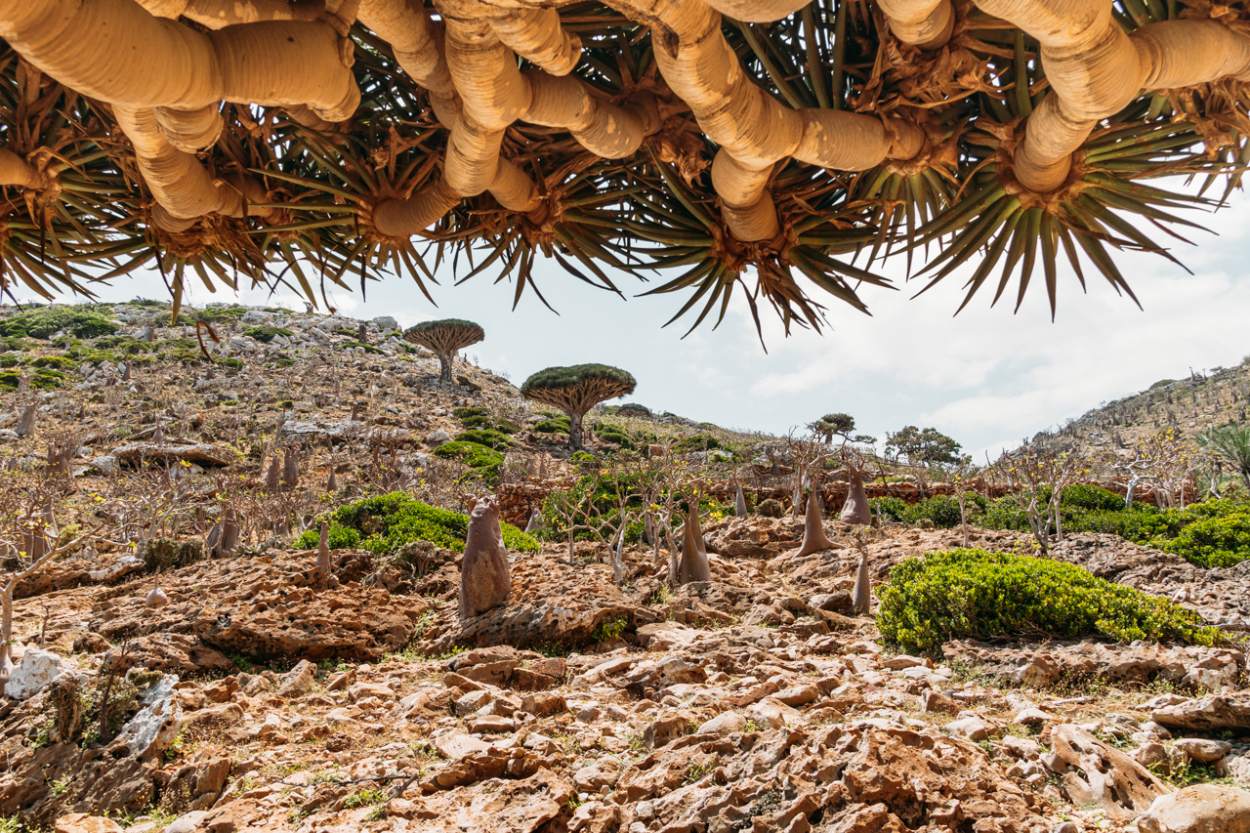 How To Book a Yemenia Flight from Cairo to Socotra How To Book a Yemenia Flight from Cairo to Socotra