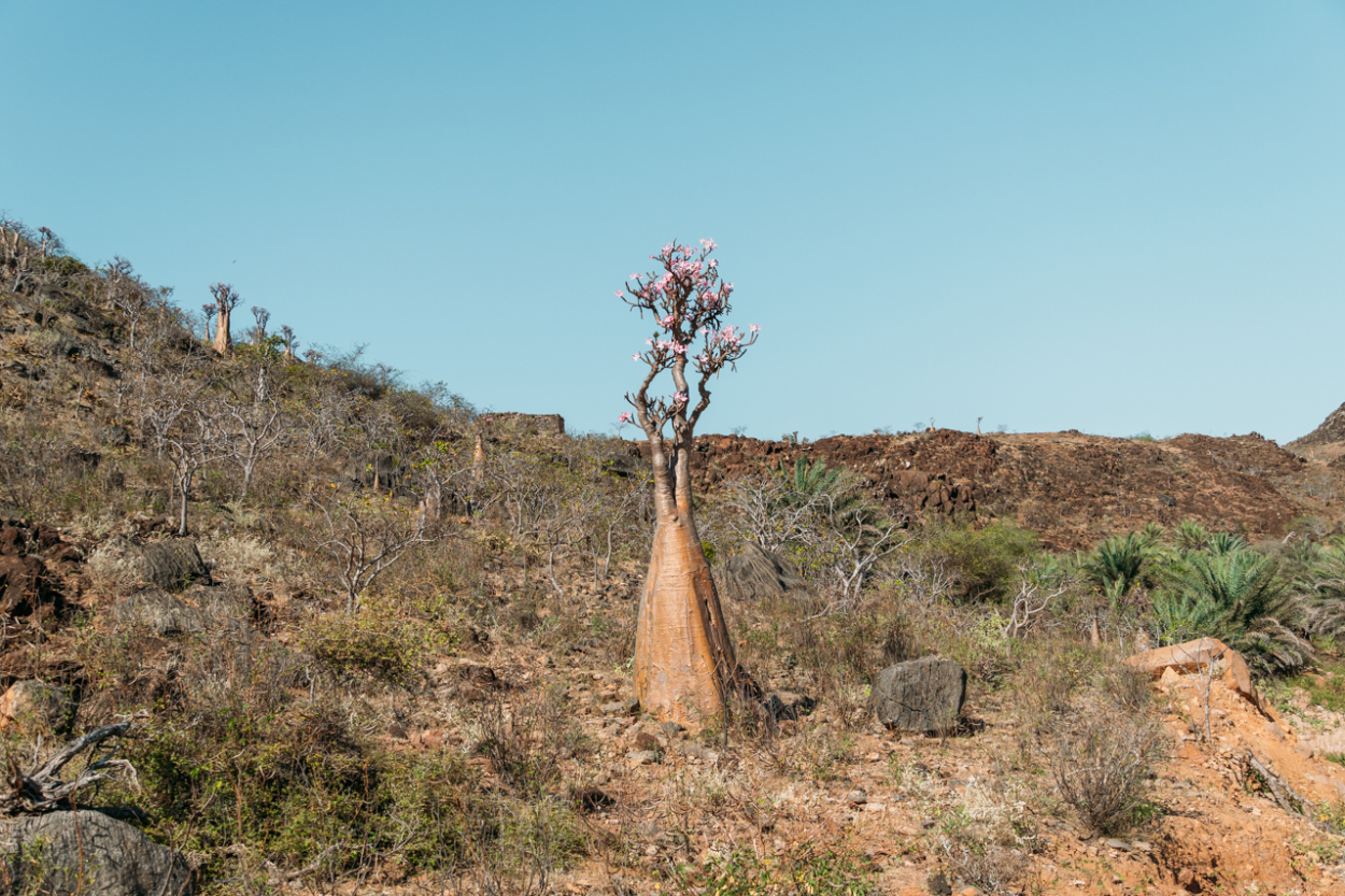 alien island of Socotra Socotra bottle tree