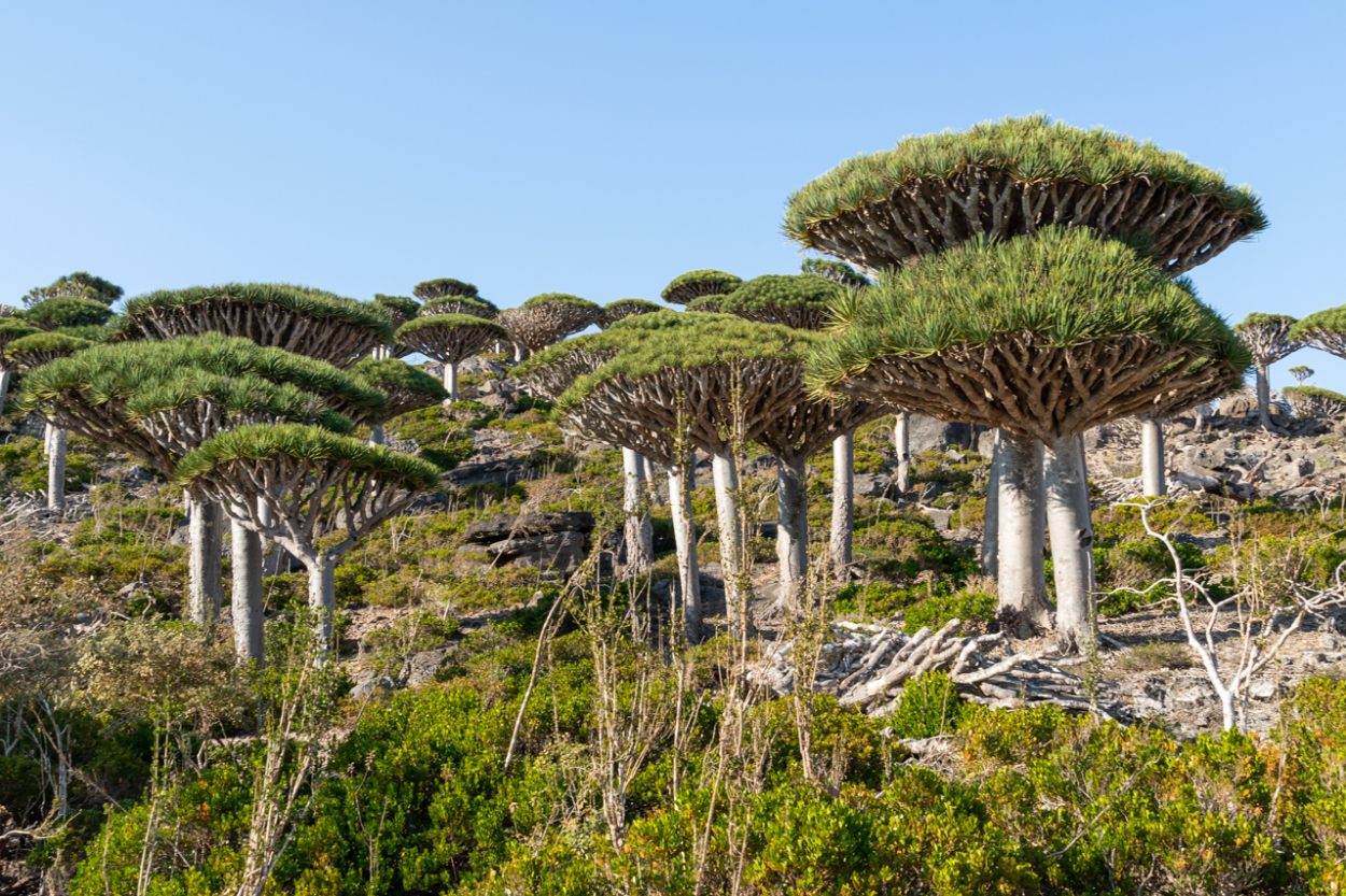 travel to Socotra travel to Socotra