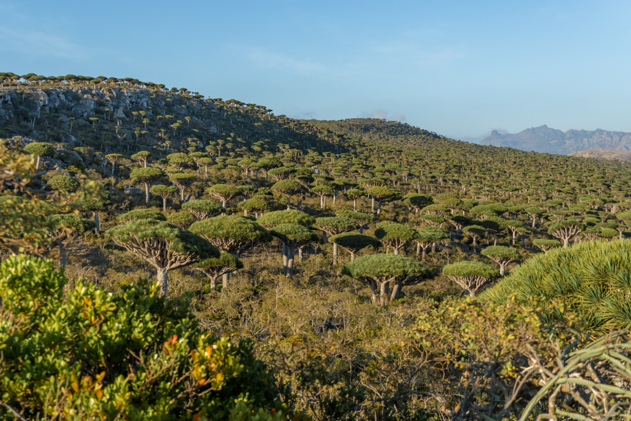 dragon blood trees Socotra dragon blood trees Socotra