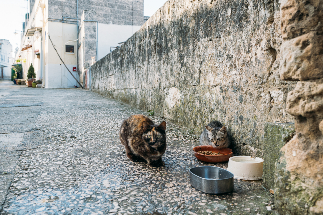 cats in Matera