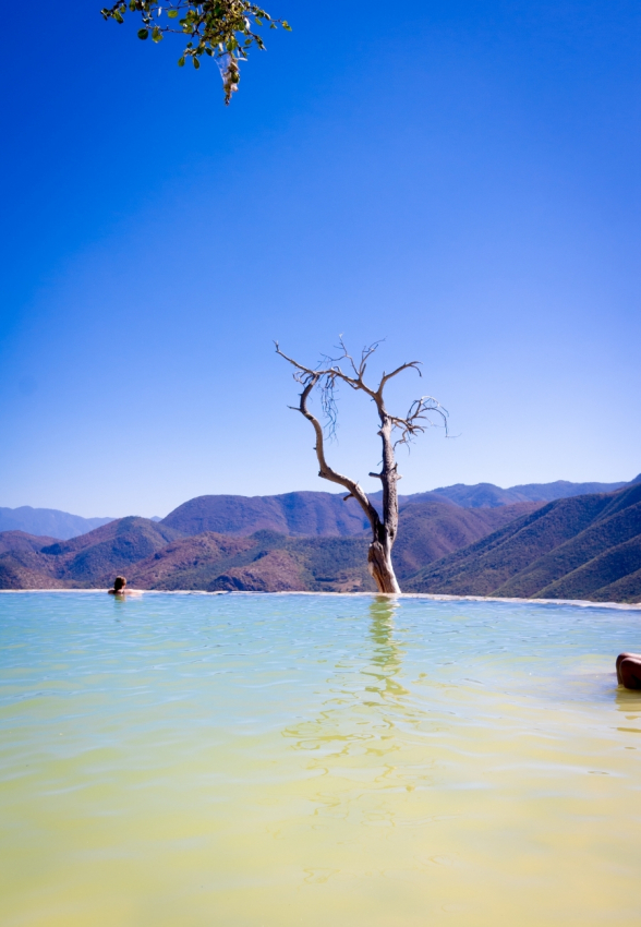 A lone tree stands in the midst of a vast pool, set against the backdrop of Mexico's mountainous terrain.
