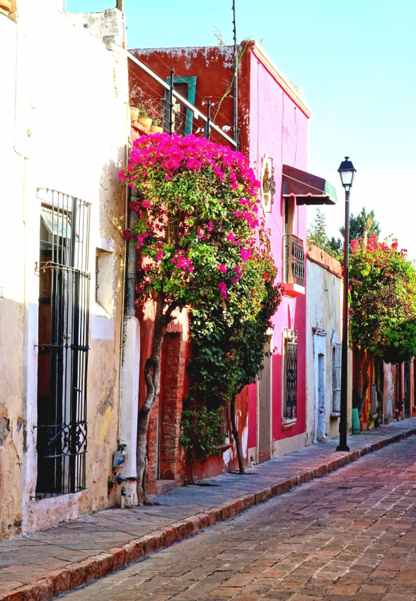 A charming street lined with colorful houses and overflowing bougainvillea, a vivid portrait of Mexico's vibrant and unique urban beauty.
