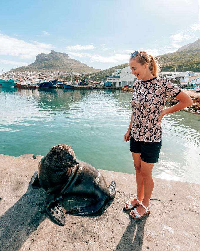 A curious seal and tourist having a moment of interaction at Hout Bay harbor, highlighting the unexpected and playful wildlife encounters possible in Cape Town.