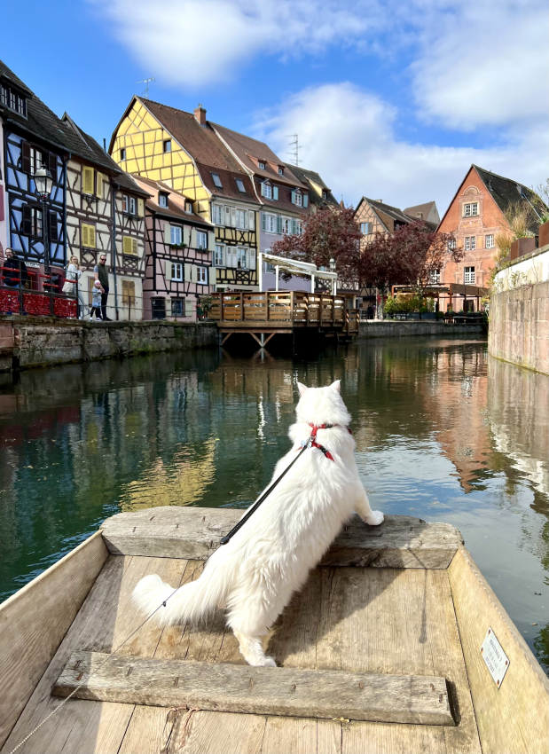 Traveling with a cat to France