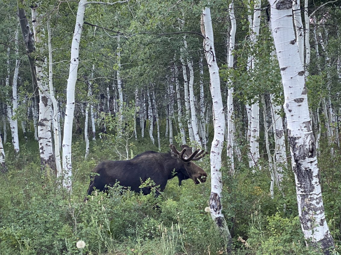 Moose in Cottonwood Canyon in Utah